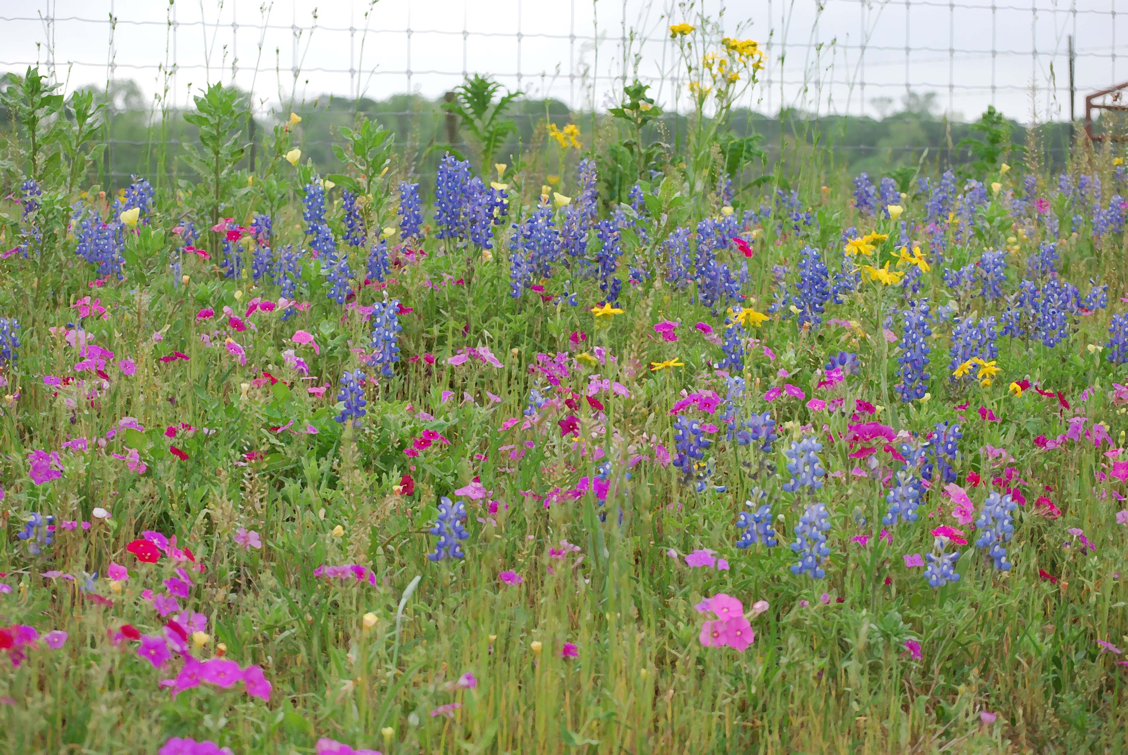 Bluebonnets