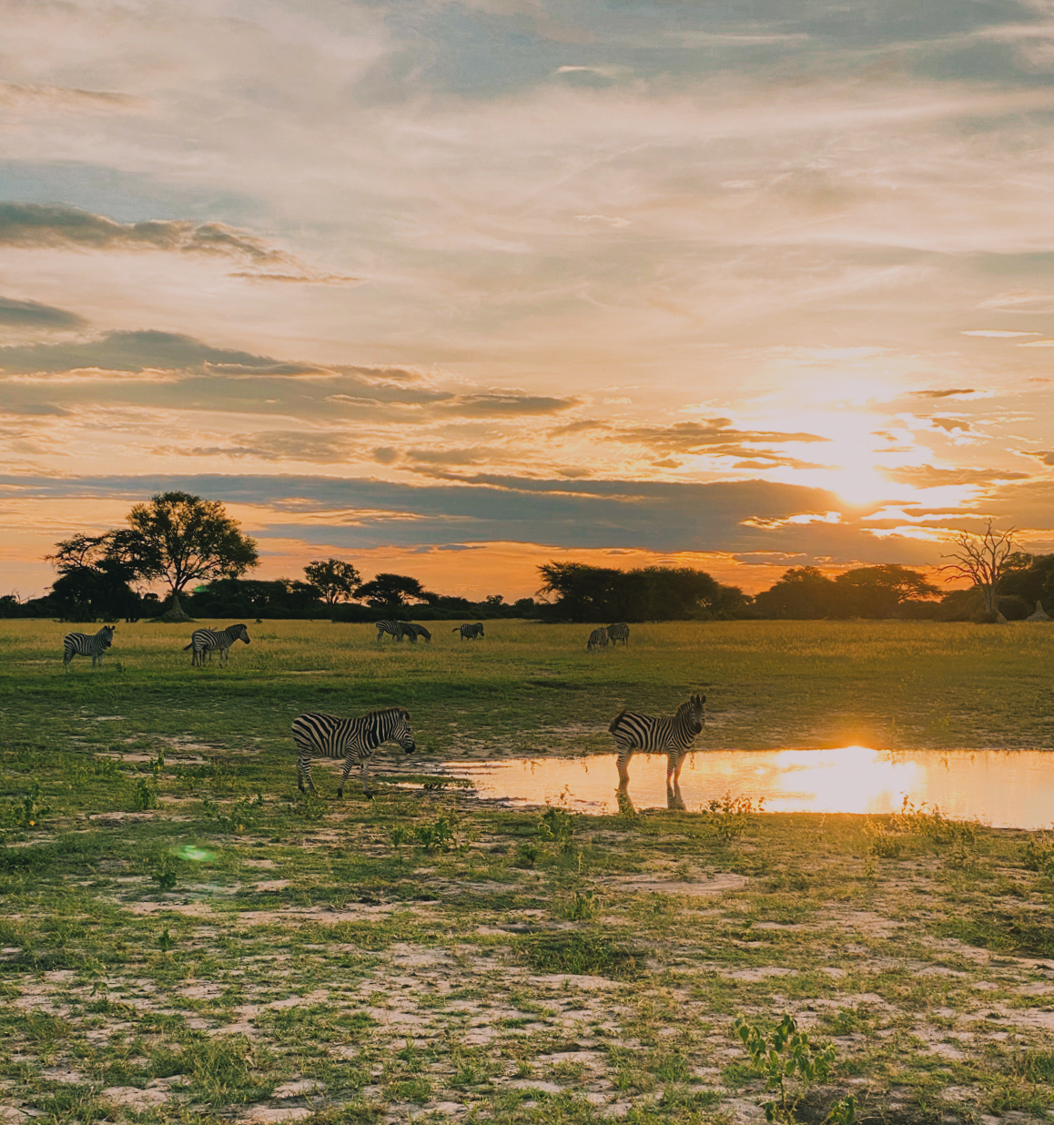 Zebras enjoy the sunset at Hwange National Park.