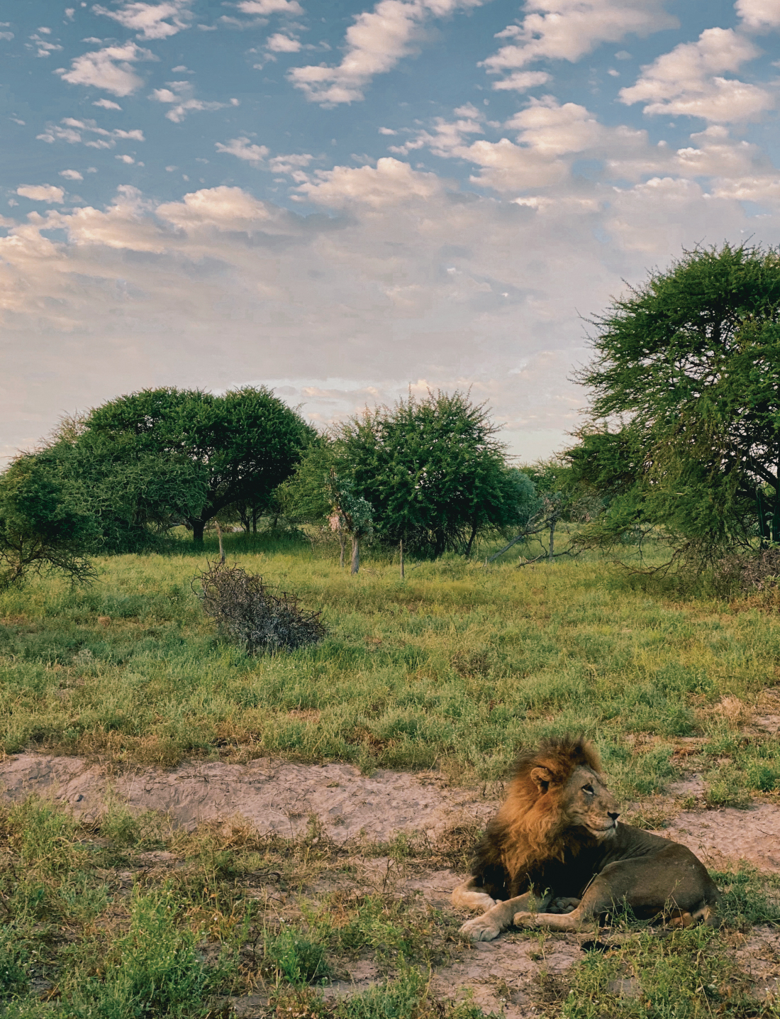 A lion in Kruger National Park