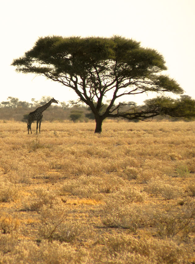 Central Kalahari Game Reserve Giraffe with Acacia Tree