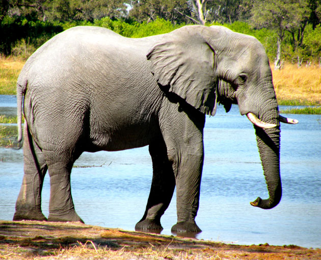 Moremi Game Reserve Elephant at watering hole