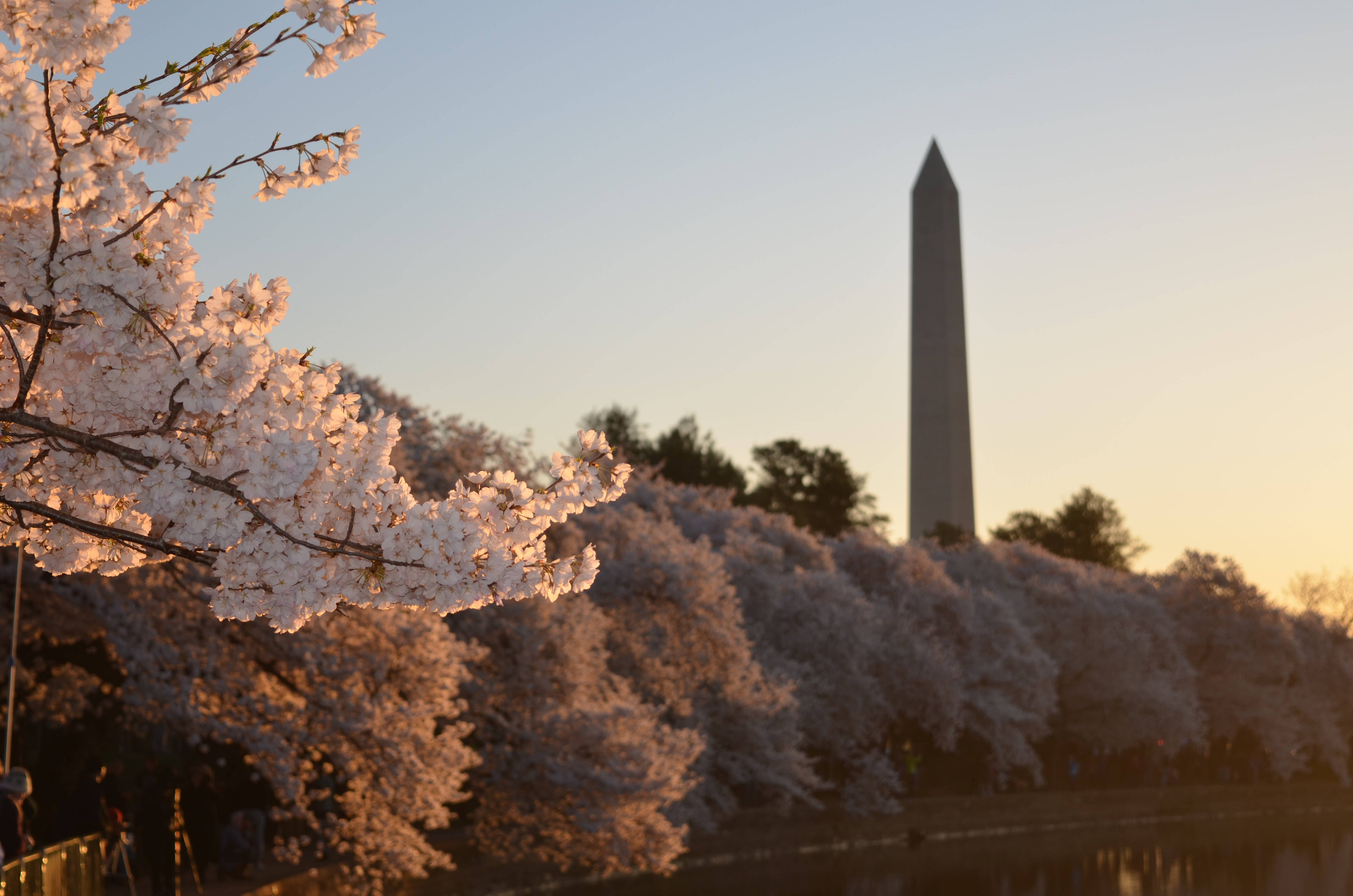 Washington Monument and cherry blossoms