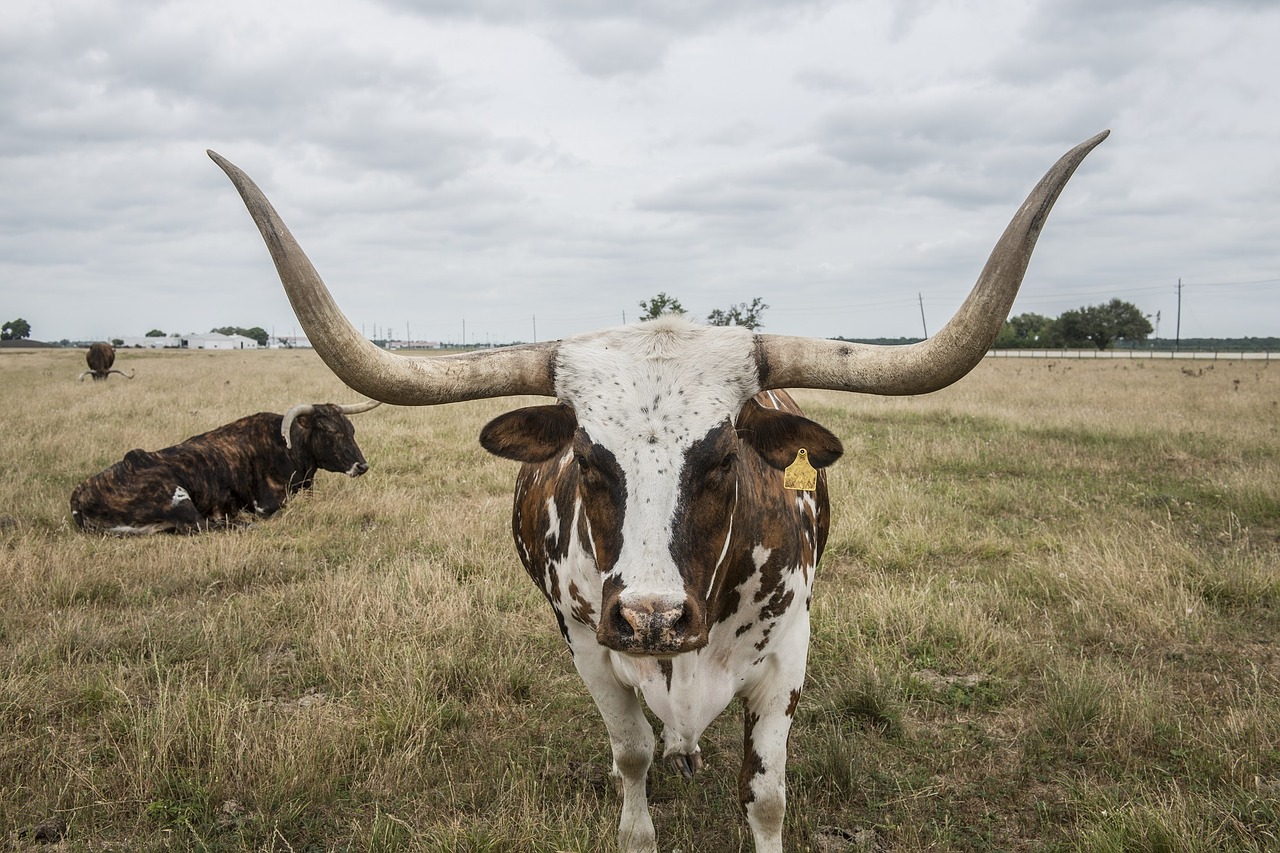Longhorn
