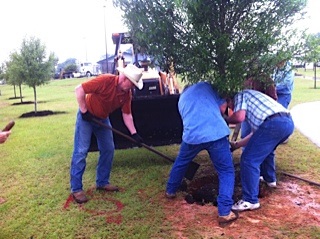 Planting Tree