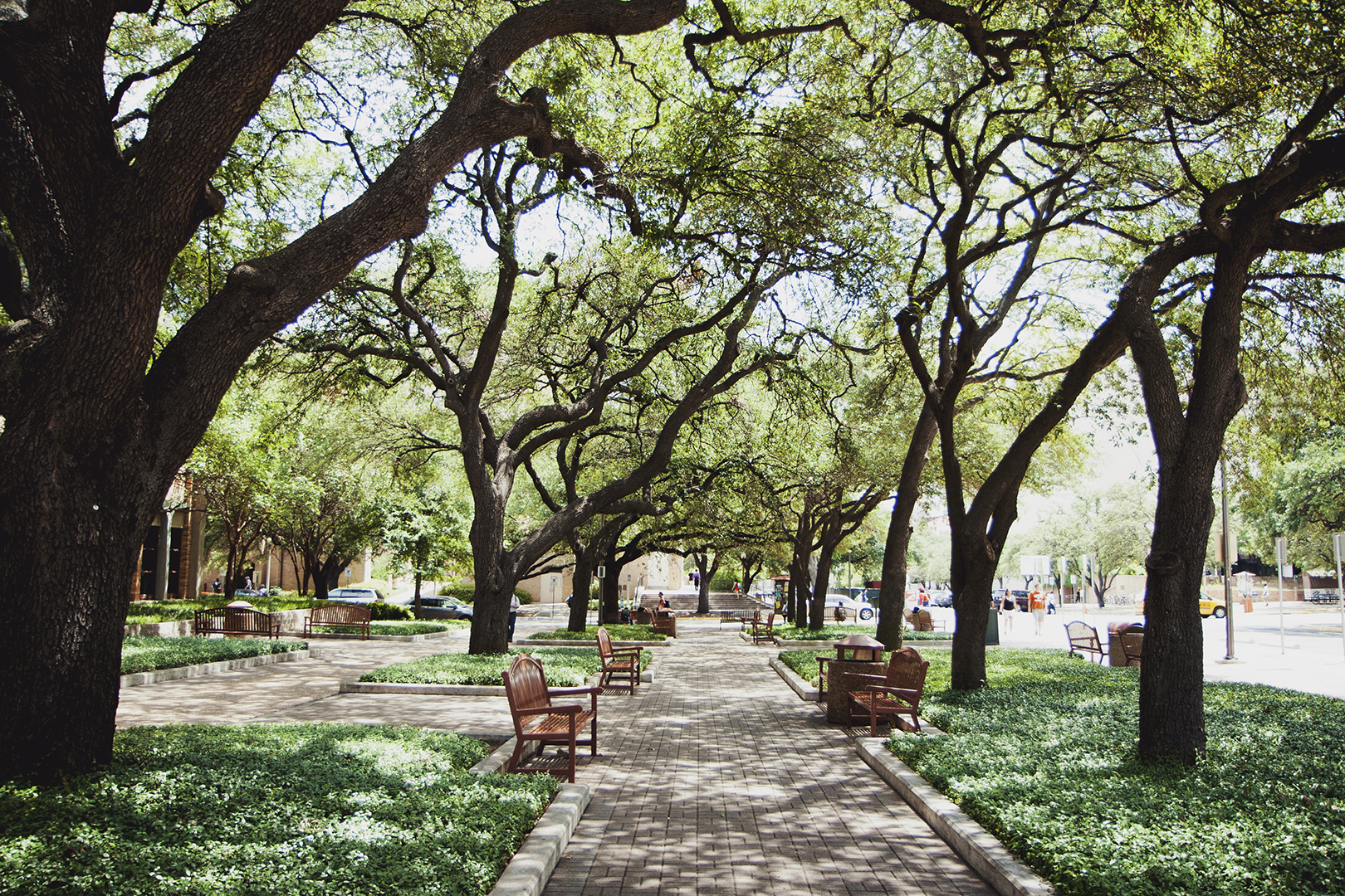 Trees and Sidewalk